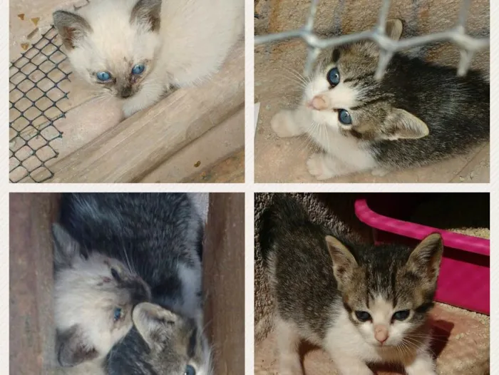 Gato ra a Mistura de Siamês  idade 2 a 6 meses nome Lindinhas 