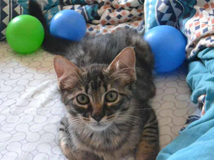 Gato ra a Misturada idade 2 a 6 meses nome Maylon, Aslan e Doug