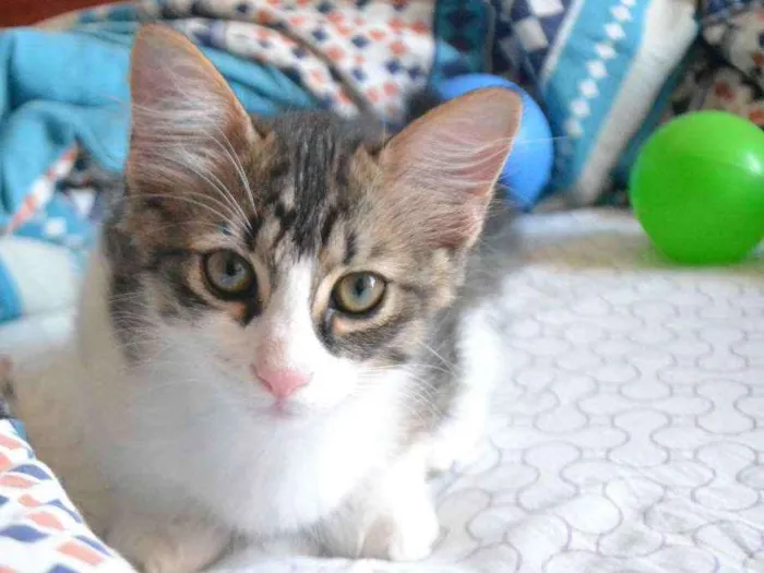 Gato ra a Misturada idade 2 a 6 meses nome Maylon, Aslan e Doug