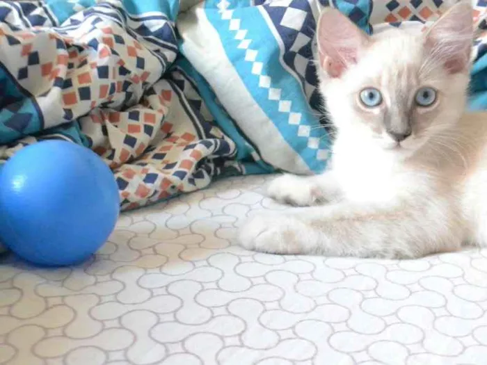 Gato ra a Misturada idade 2 a 6 meses nome Maylon, Aslan e Doug