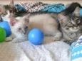 Maylon, Aslan e Doug