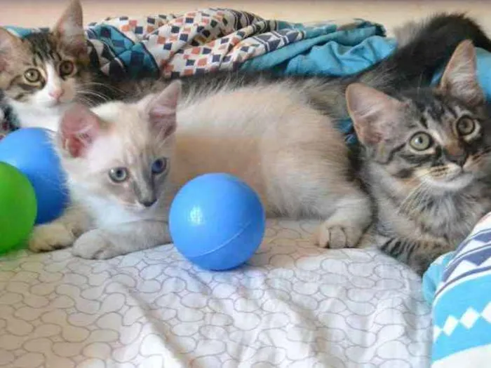 Gato ra a Misturada idade 2 a 6 meses nome Maylon, Aslan e Doug