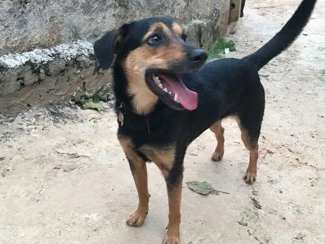 Cachorro ra a SRD idade  nome Lola