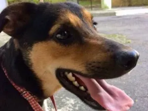 Cachorro raça SRD idade  nome Nero