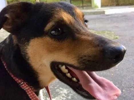Cachorro ra a SRD idade  nome Nero