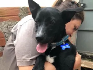 Cachorro raça SRD idade  nome Spike