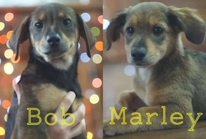 Cachorro ra a SRD idade 2 a 6 meses nome Bob e Marley