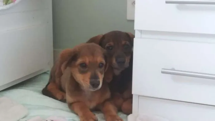 Cachorro ra a SRD idade 2 a 6 meses nome Bob e Marley
