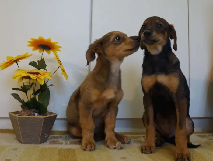 Cachorro ra a SRD idade 2 a 6 meses nome Bob e Marley