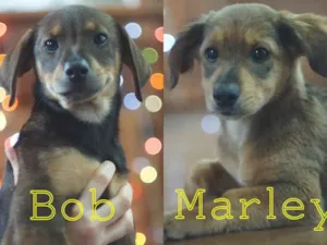 Cachorro raça SRD idade 2 a 6 meses nome Bob e Marley