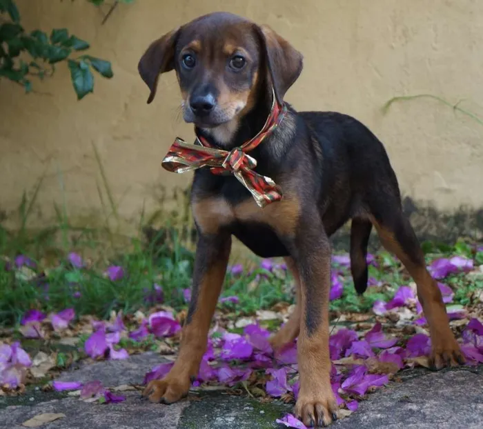 Cachorro ra a SRD idade 2 a 6 meses nome Bob e Marley