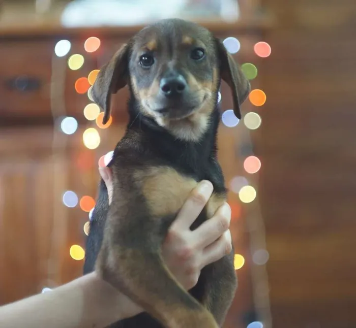 Cachorro ra a SRD idade 2 a 6 meses nome Bob e Marley