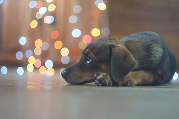 Cachorro ra a SRD idade 2 a 6 meses nome Bob e Marley