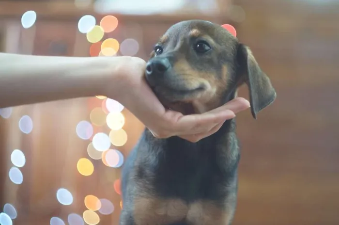 Cachorro ra a SRD idade 2 a 6 meses nome Bob e Marley