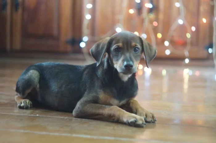 Cachorro ra a SRD idade 2 a 6 meses nome Bob e Marley