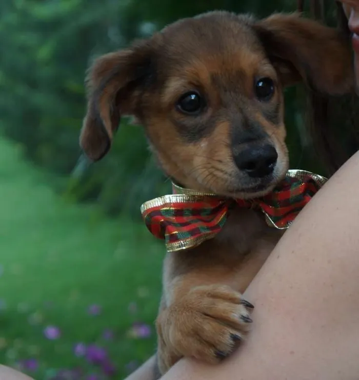Cachorro ra a SRD idade 2 a 6 meses nome Bob e Marley