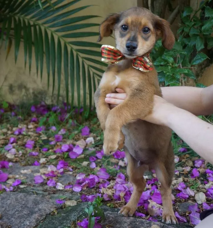 Cachorro ra a SRD idade 2 a 6 meses nome Bob e Marley