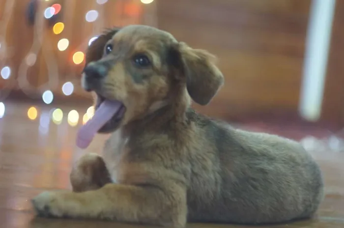 Cachorro ra a SRD idade 2 a 6 meses nome Bob e Marley