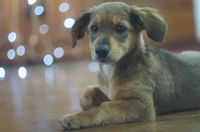 Cachorro ra a SRD idade 2 a 6 meses nome Bob e Marley
