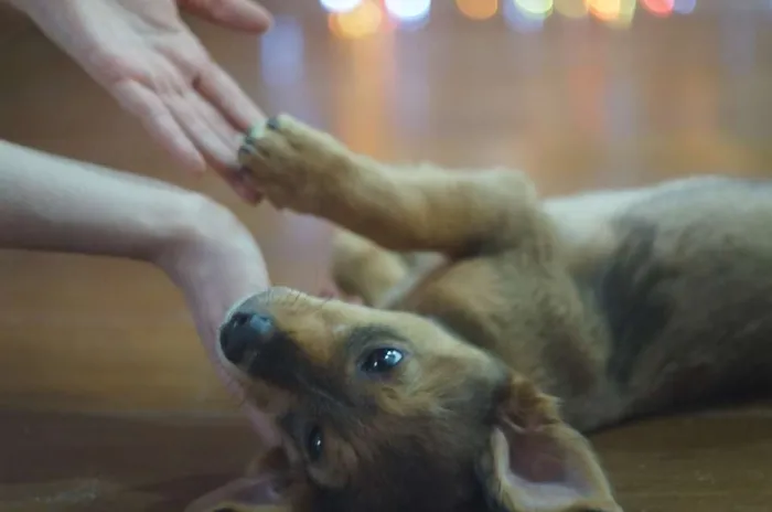 Cachorro ra a SRD idade 2 a 6 meses nome Bob e Marley