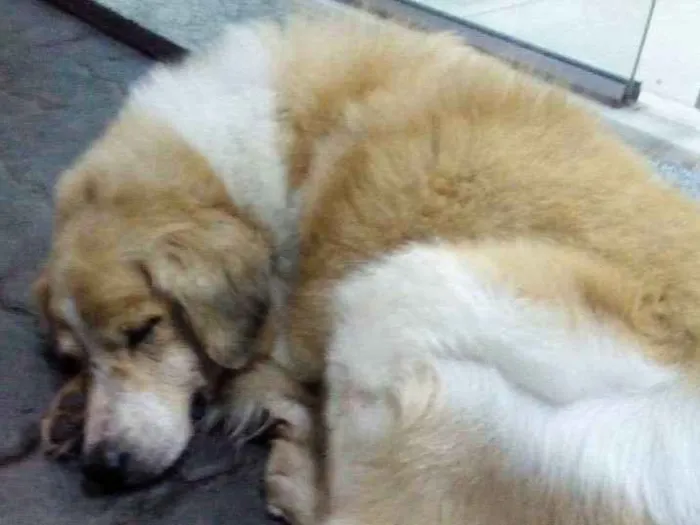 Cachorro ra a SRD idade 6 ou mais anos nome Spyke