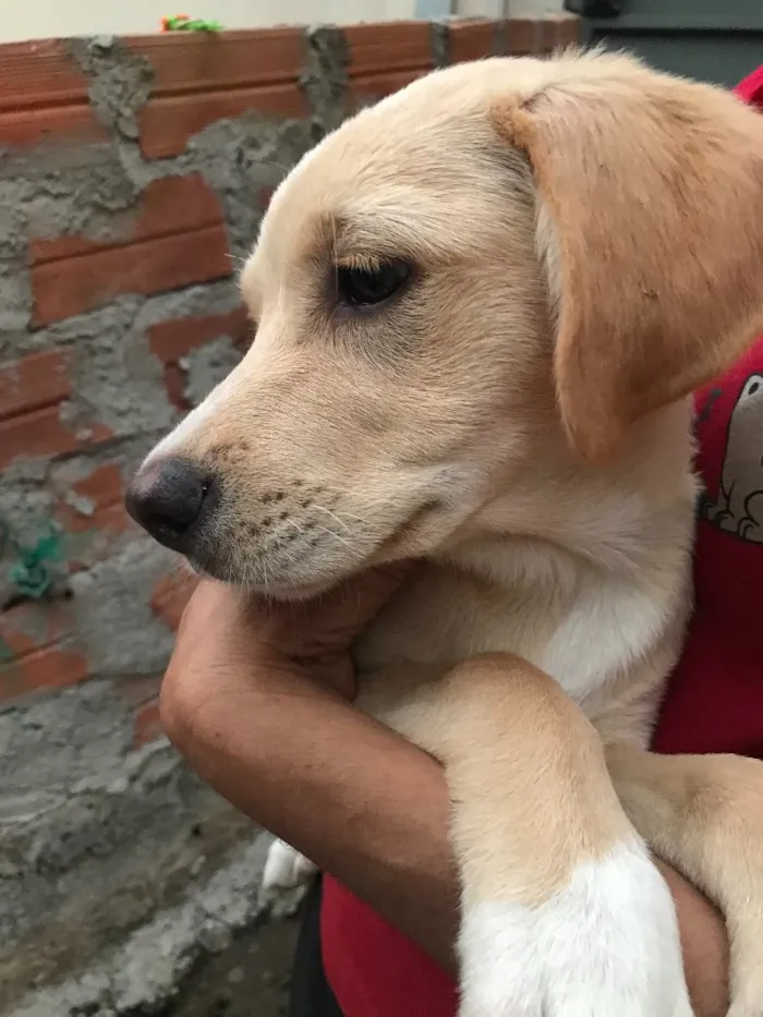 Cachorro ra a SRD idade  nome Vermelho