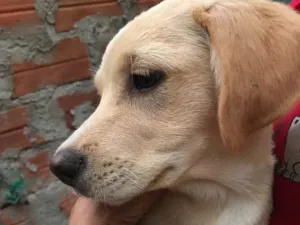 Cachorro raça SRD idade  nome Vermelho