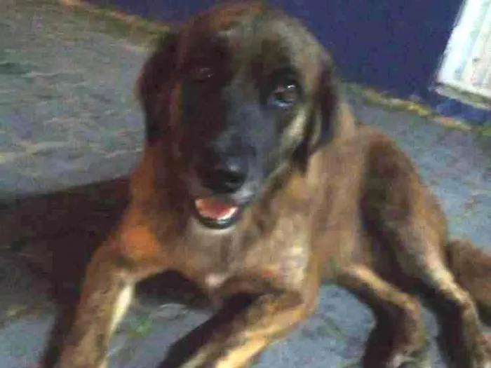 Cachorro ra a SRD idade 2 anos nome Maria