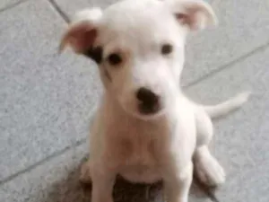 Cachorro raça srd idade  nome Bandit