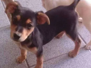 Cachorro raça srd idade  nome Bandit (bco) e Vicky