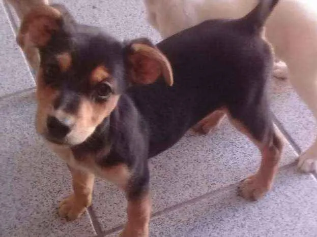 Cachorro ra a srd idade  nome Bandit (bco) e Vicky