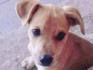 Cachorro raça srd idade  nome MARLEY