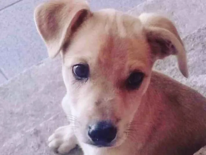 Cachorro ra a srd idade  nome MARLEY