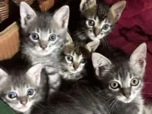 Gato raça Gato idade 2 a 6 meses nome Lindos gatinhos