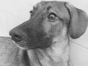 Cachorro raça SRD idade 7 a 11 meses nome NINO