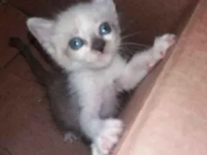 Gato raça  idade 2 a 6 meses nome sem nome 