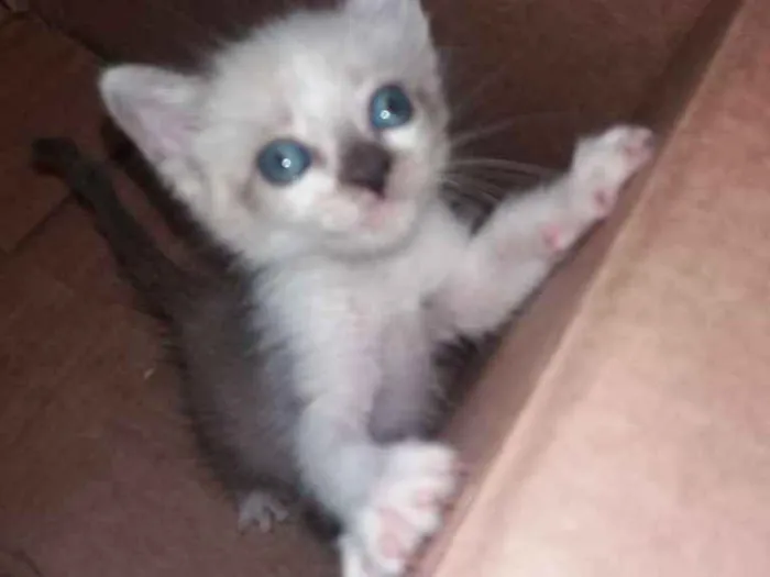 Gato ra a  idade 2 a 6 meses nome sem nome 