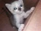 Gato raça  idade 2 a 6 meses nome sem nome 