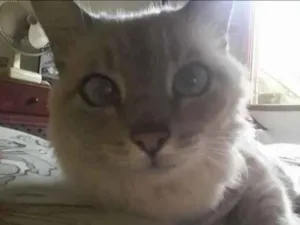 Gato raça SRD idade 6 ou mais anos nome Pucky