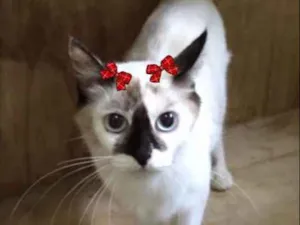 Gato raça Sialata idade 2 a 6 meses nome Sem nome