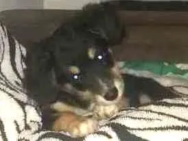 Cachorro raça Pinter/ powdow  idade 2 a 6 meses nome Bela