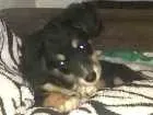 Cachorro raça Pinter/ powdow  idade 2 a 6 meses nome Bela