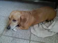 Mel
