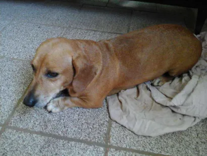 Cachorro raça Salsicha idade 6 ou mais anos nome Mel
