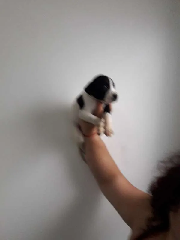 Cachorro ra a SRD idade Abaixo de 2 meses nome Bolotinha
