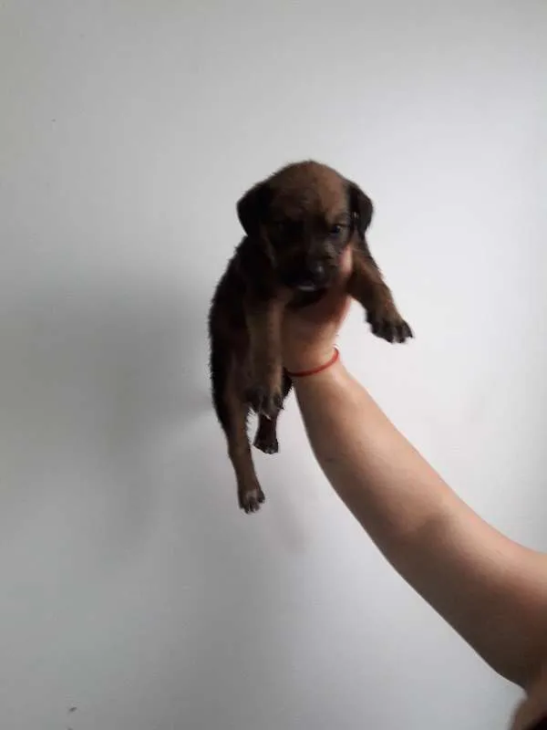 Cachorro ra a SRD idade Abaixo de 2 meses nome Choco