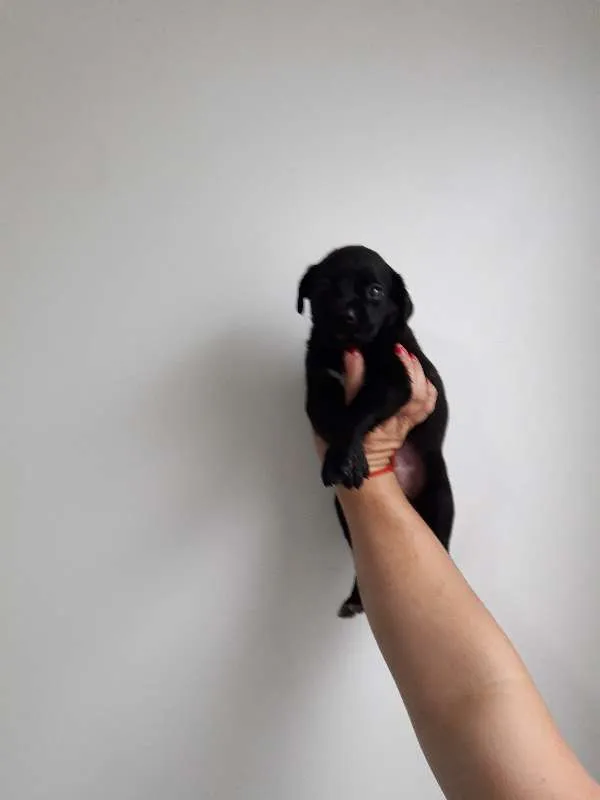 Cachorro ra a SRD idade Abaixo de 2 meses nome Dengosa