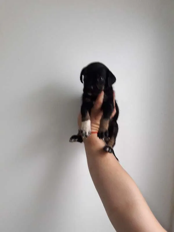 Cachorro ra a SRD idade Abaixo de 2 meses nome Fofucha