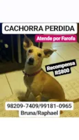 Farofa