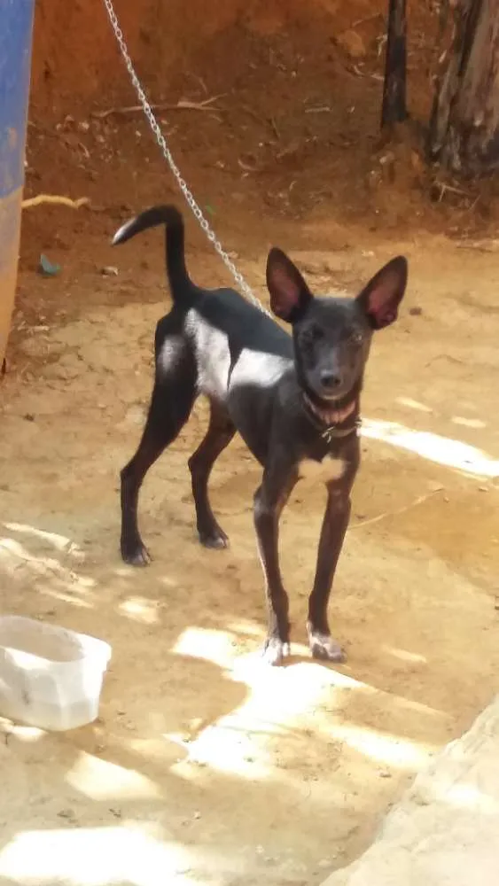 Cachorro ra a Vira lata idade 2 a 6 meses nome Pretinho